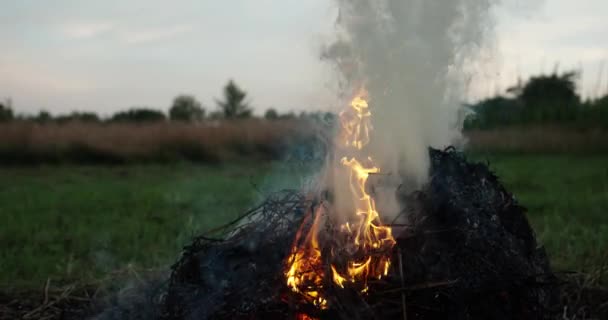 自然の中で小さな火災。乾いた草を燃やす — ストック動画
