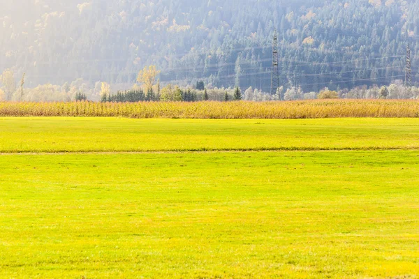 Campagne Pâturages en été — Photo