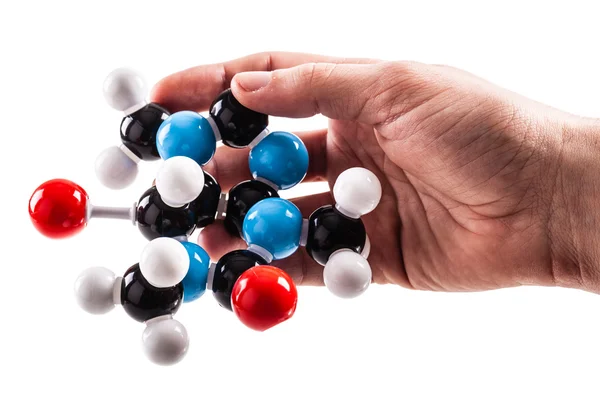 Holding a caffeine molecular structure model — Stock Photo, Image
