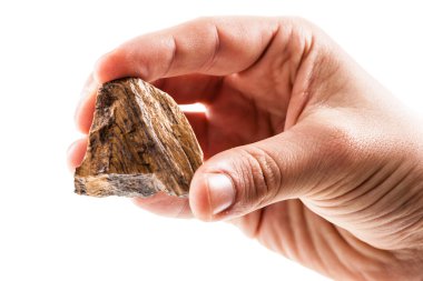 Bir kaplanın gözü parça holding