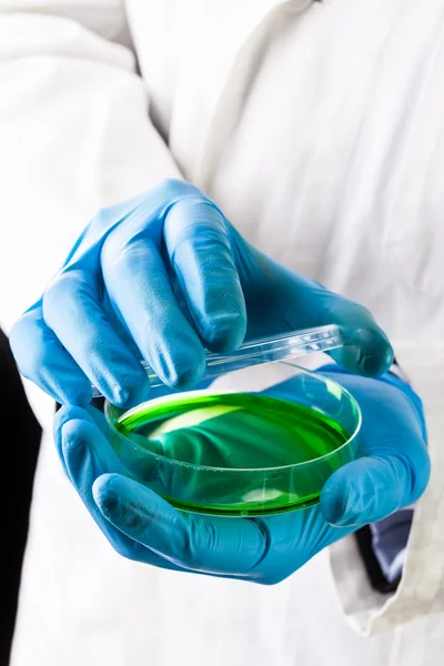 Öppna en petriskål med grön vätska — Stockfoto