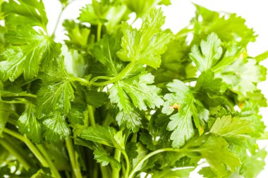 maydanoz yakın çekim