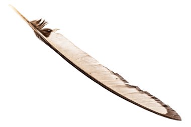 Kuş tüyü beyaz üzerinde