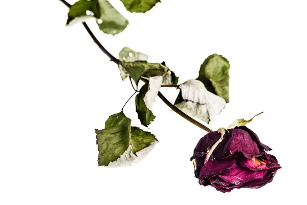 Zvadlá růže na bílé — Stock fotografie
