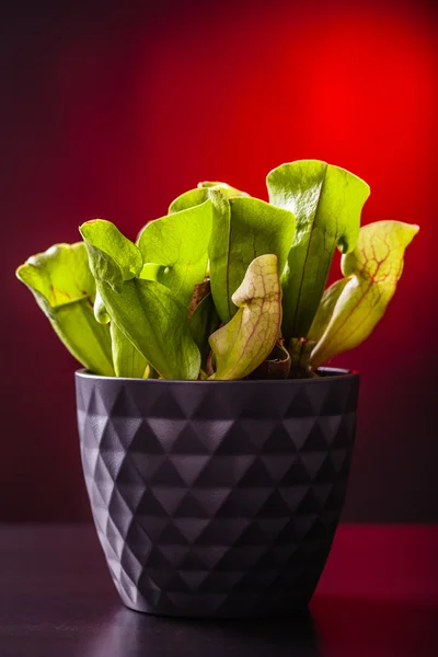Pianta carnivora in vaso — Foto Stock