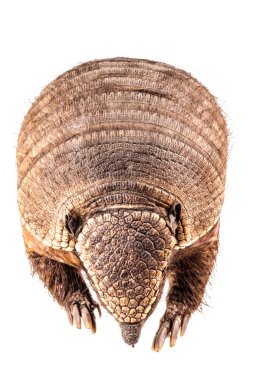 ölü armadillo