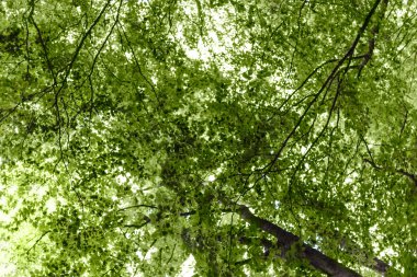 yemyeşil bitki örtüsü