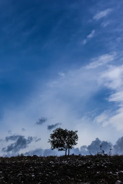 Lone tree vertical — Stock Photo, Image