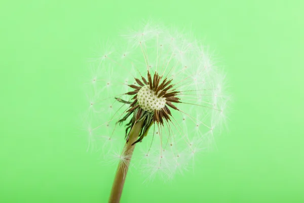 Half blown Dandelion — Stock Photo, Image