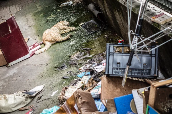 Dead cat — Stock Photo, Image