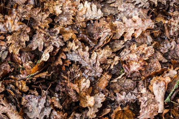 Листья кровати — стоковое фото