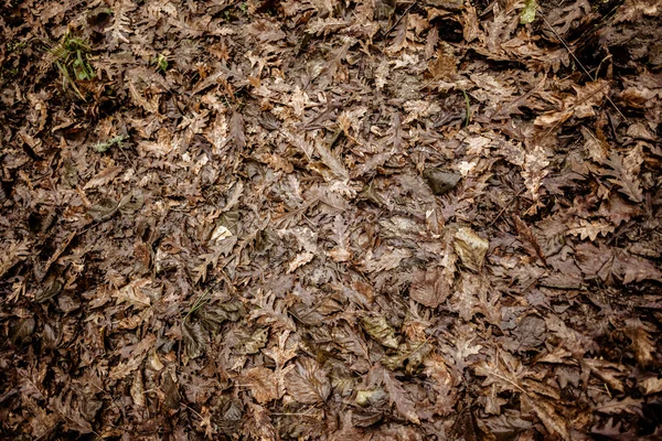 Dead Leaves — Stock Photo, Image