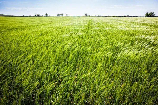 Grönt fält — Stockfoto