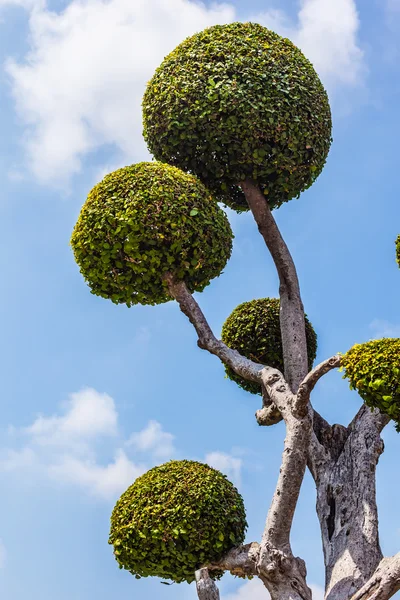 Geformter Baum — Stockfoto