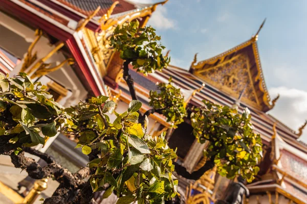 Drzewo w Wat Phra Kaew w Bangkoku — Zdjęcie stockowe