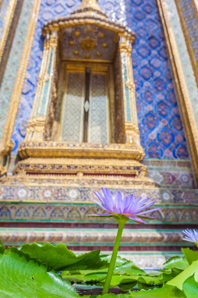Blume in Thailand — Stockfoto