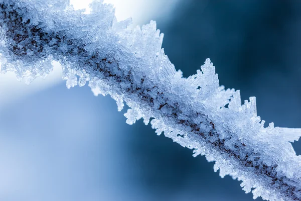 Congelación de rama — Foto de Stock