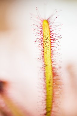 Drosera