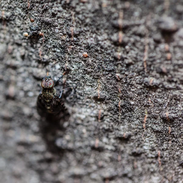 Mosca pequena — Fotografia de Stock