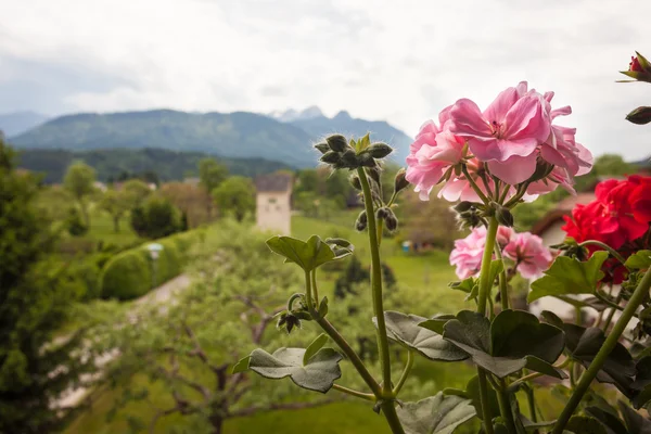 Austrian flower — Stock Photo, Image