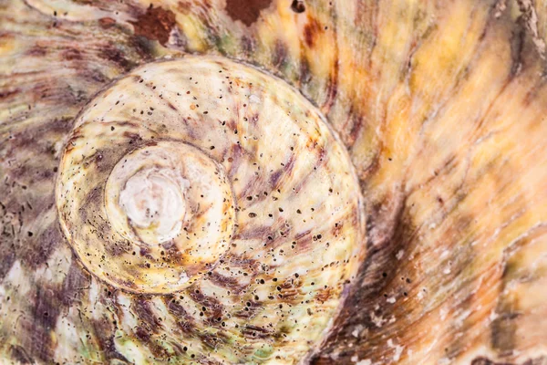 Shell Spiral — Stock Photo, Image