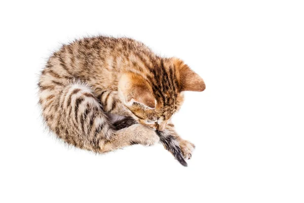 Kitten cleaning himself — Stock Photo, Image