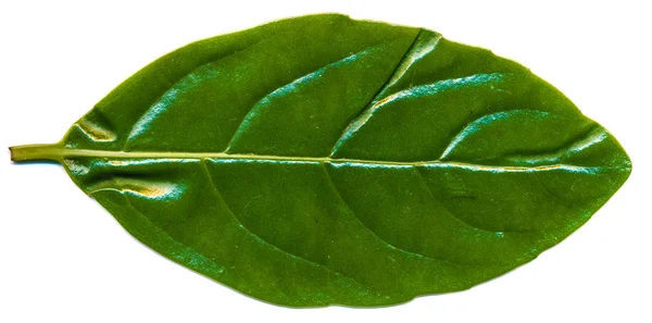 Hoja de laurocerasus — Foto de Stock