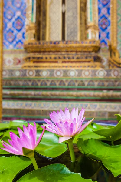 Nenufar w wat phra Kaew w Bangkoku — Zdjęcie stockowe