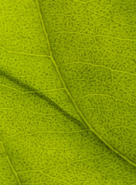 Suprafața frunzelor — Fotografie, imagine de stoc