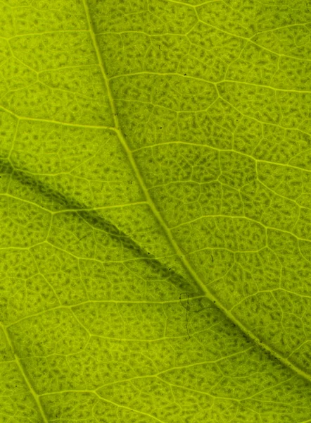 Leaf surface — Stock Photo, Image