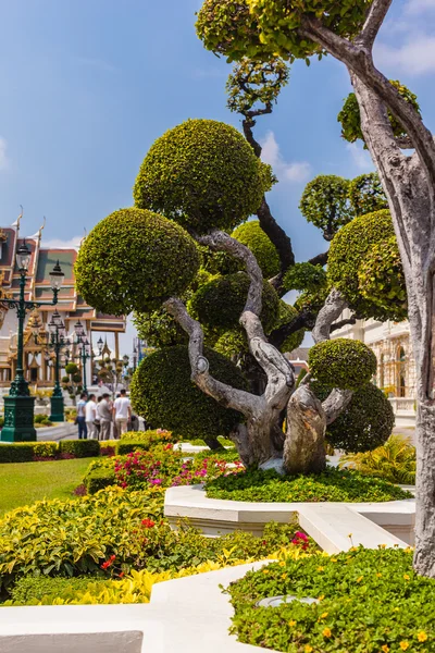 Árboles en forma —  Fotos de Stock