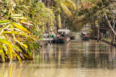 Longtail tekneler ormanda