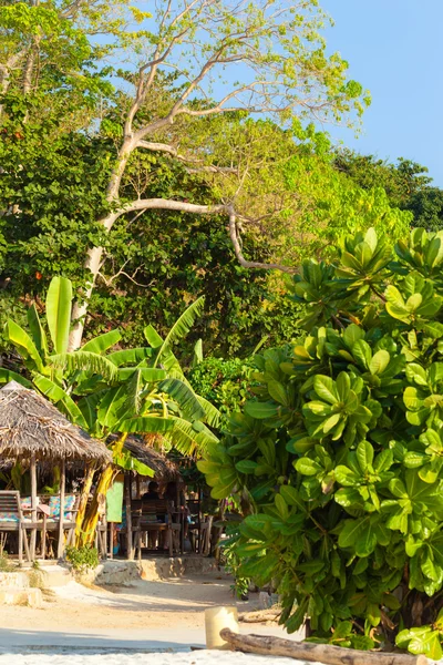 Vegetación de islas tropicales — Foto de Stock