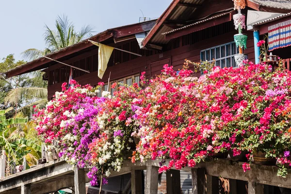 Flores tailandesas en maceta — Foto de Stock