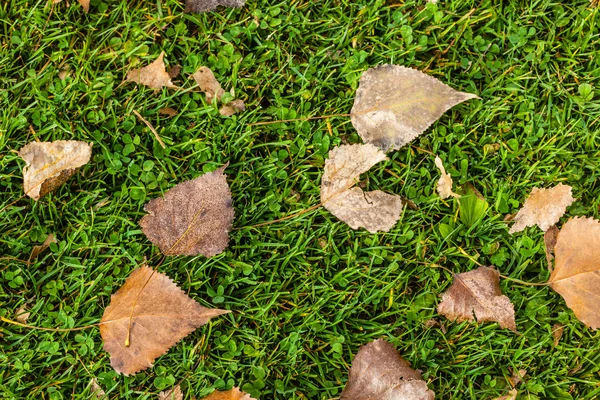 Мертвые листья на траве — стоковое фото