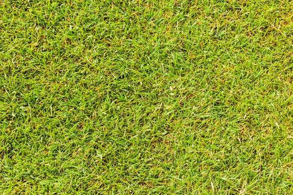 Green grass — Stock Photo, Image