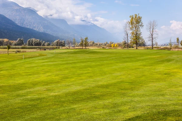 Pradera verde —  Fotos de Stock