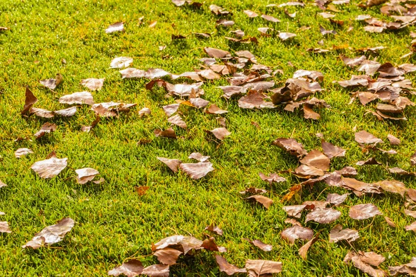 Autumn — Stock Photo, Image