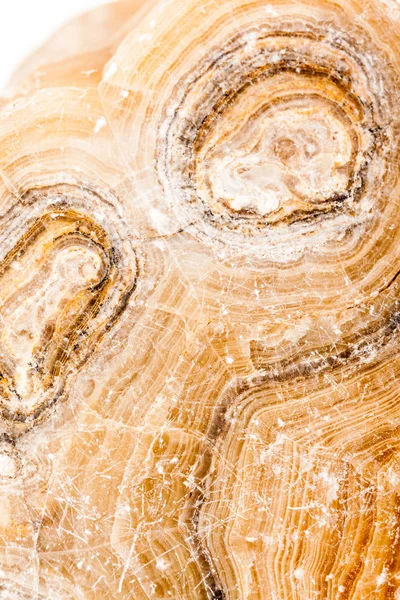 Ancient petrified wood closeup — Stock Photo, Image