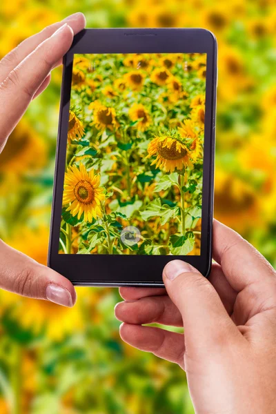 Photographing a sunflower field — Stock Photo, Image
