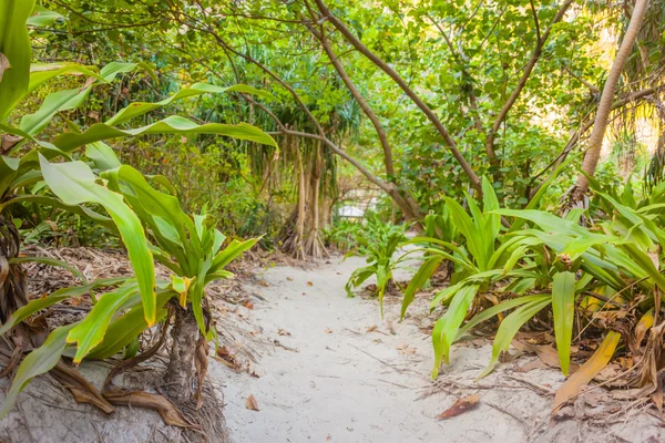 Vegetación de islas tropicales — Foto de Stock