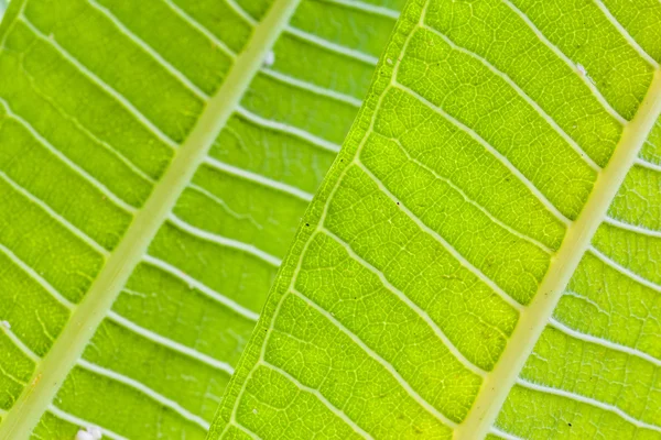 Tropical leaves macro — Stock Photo, Image