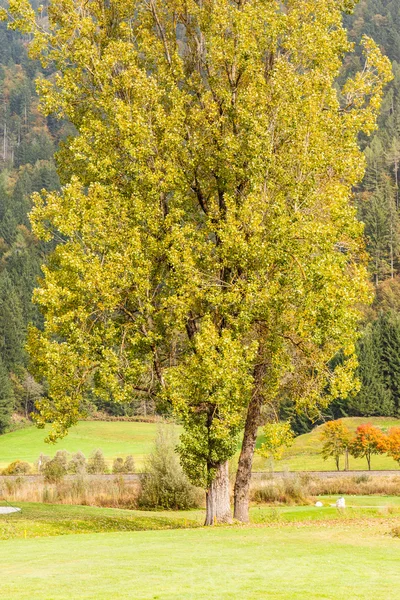 Büyük ağaç — Stok fotoğraf