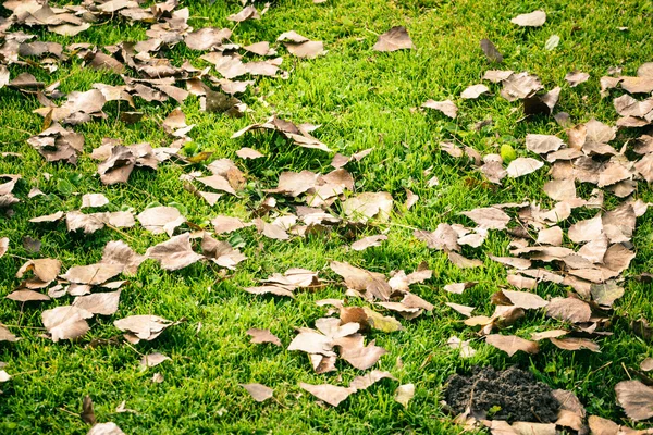 Sušené listy na trávě — Stock fotografie