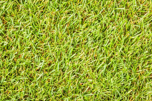 Green turf — Stock Photo, Image