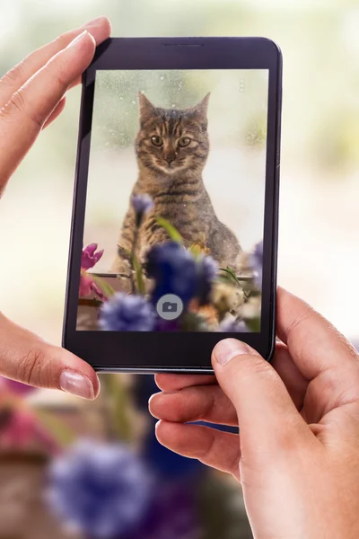 Photographing a cute cat — Stock Photo, Image