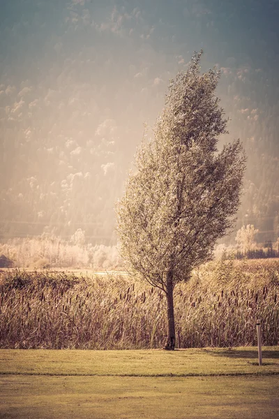 Винтажное маленькое дерево — стоковое фото