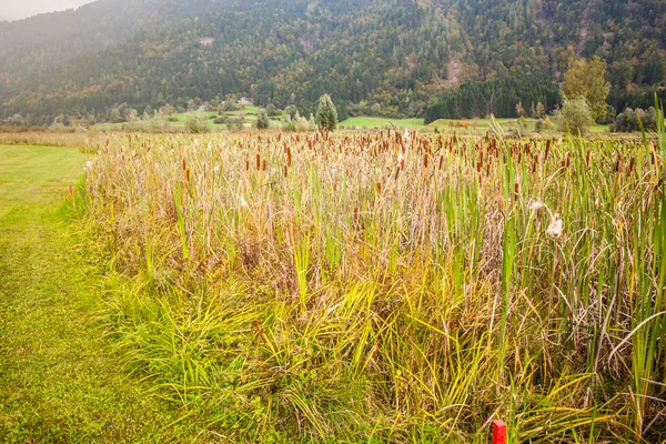 Pole Bullrush — Zdjęcie stockowe