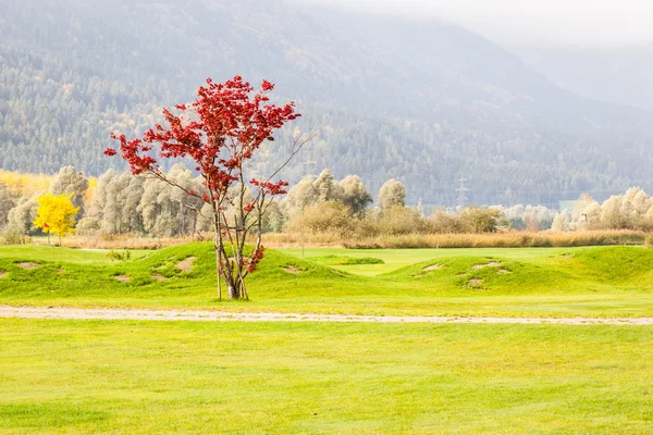 Árbol rojo —  Fotos de Stock