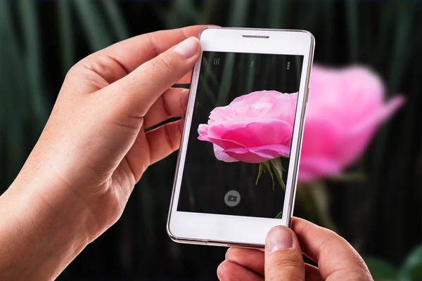 Rose phone photography — Stock Photo, Image